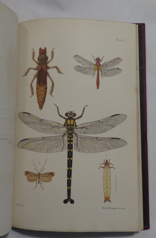 Image for New Zealand Neuroptera - A Popular Introduction to the Life-Histories and Habits of May-Flies, Dragon-Flies, Caddis-Flies and Allied Insects Inhabiting New Zealand - Including Notes on their Relation to Angling