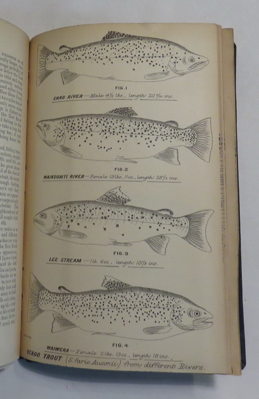 Image for Trout In New Zealand: Where To Go And How To Catch Them