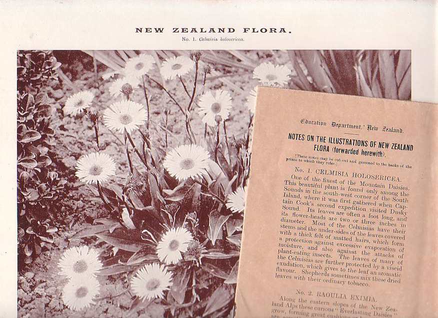 Image for Illustrations of New Zealand Flora
